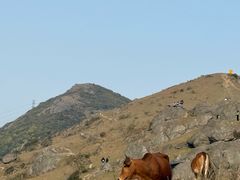 -大姆山草场