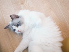 -有喵·猫咖·狗咖·30几只猫10只小狗(岗厦店)