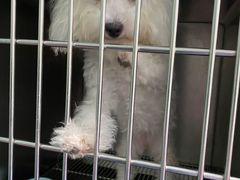 -爱牧宠物医院·猫专科·骨科·内窥镜(甪直店)