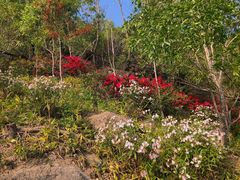 -板樟山森林公园