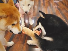 -豆柴町-柴犬主题狗咖(红鼎国际C座店)