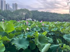 -光明港公园