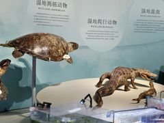 -中国湿地博物馆
