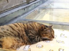 -猫的天空之城概念书店(杭州南宋御街店)