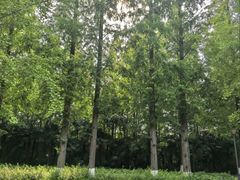 -黄海国家森林公园