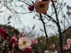 -无锡梅园公园