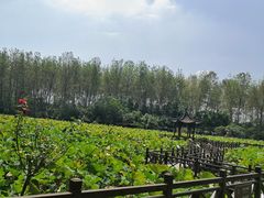 -合肥滨湖国家森林公园