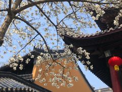 -灵谷景区