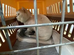 -嘉馨宠物医院·CT影像转诊·心脏科·犬猫全科诊疗中心(下沙大学城院区)