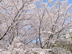 -高东镇樱花园
