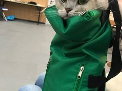 -爱妮康宠物医院·干细胞免疫细胞·肿瘤·心脏(张江店)