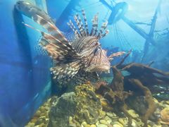 -烟台海昌鲸鲨海洋公园