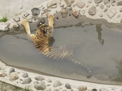 -横道河子东北虎林园