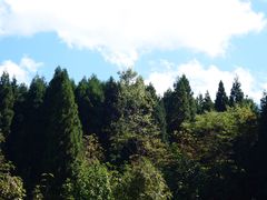 -武陵山森林公园