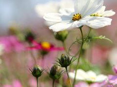 -香蜜公园