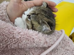 -艾贝尔宠物医院·24H转诊中心·肿瘤猫专科(江宁双龙店)