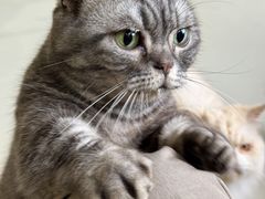 -豆逗聊愈猫阁Easy Life