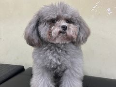 -宠物星动物医院·眼科·异宠·猫科(江南大道总院)