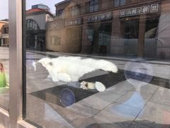 -吉丁鸟咖·异宠·寄养