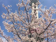 -东方明珠广播电视塔