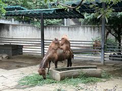 -成都动物园