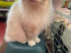 -和它·交个朋友·狗咖猫咖(爱琴海店)
