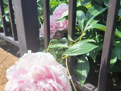 -黑龙江省森林植物园