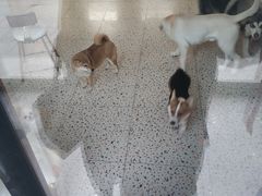 -藏猫猫咖啡主题馆(中央大道店)