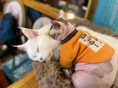 -猫小院猫主题咖啡厅(北锣店)