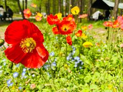 -上海共青森林公园