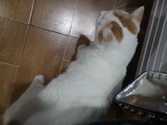 -舒小笼松针小笼包