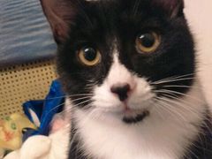 -荣耀金沙动物医院(清江西路店)