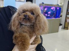 -翊宠yipet猫狗购宠庄园犬舍•猫舍