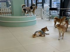 -怪兽屋·羊驼·猫咖·狗咖(俊华广场店)