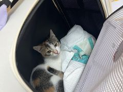 -瑞派康怡24h宠物医院·犬猫医疗中心·微创绝育(瑞景分院)