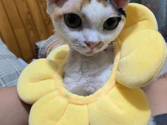 -老字号新桥罗记肉饼店