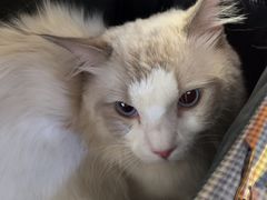 -钦宠·猫咪售卖·洗护·寄养(东圃旗舰店)