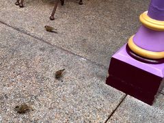 -皇室宴会厅