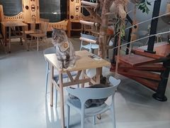 -豆逗聊愈猫阁Easy Life
