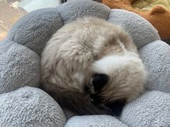 -Catmate·猫肥家润(金润铂宫店)