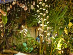 -Jungle Kitchen