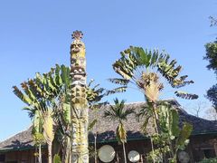 -西双版纳基诺山寨