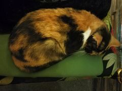 -猫色咖啡·猫咖
