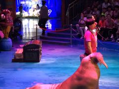 -烟台海昌鲸鲨海洋公园