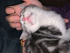 -翊宠yipet猫狗购宠庄园