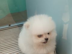-FAELING PETS美天灵宠物(合生汇店)
