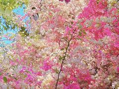 -深圳国际园林花卉博览园