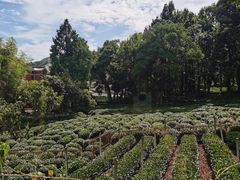 -野蔓果·山野菜(西湖景区·龙井茶田店)