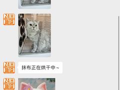 -创凡宠物医院·骨专科  猫科中心(西乡分院)