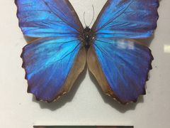 -上海昆虫博物馆